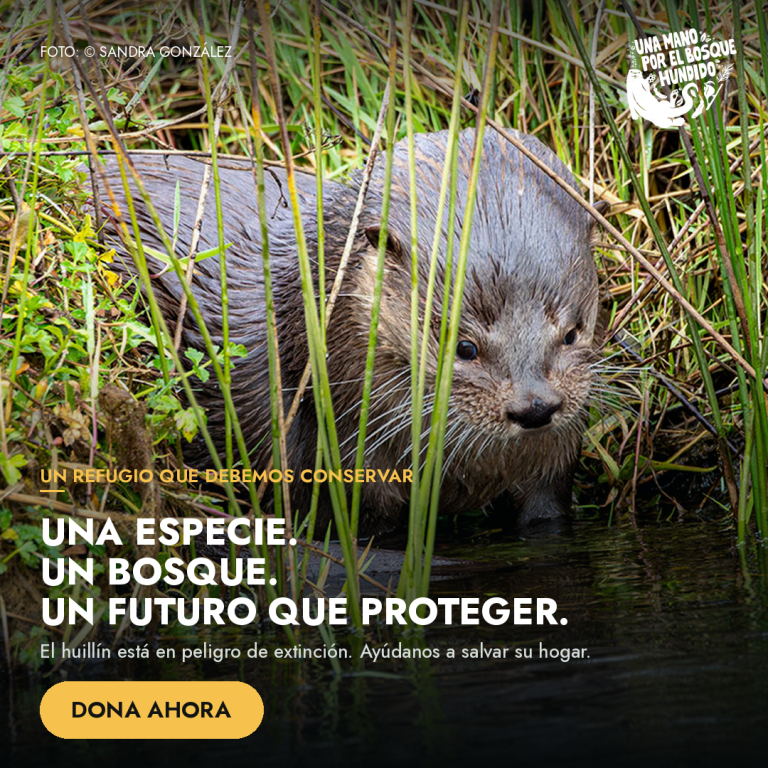 «Una Mano por el Bosque Hundido»: la campaña que invita a los chilenos a proteger uno de los ecosistemas más sorprendentes del país